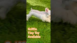 Griffin is a TINY TOY sized AKC Miniature Schnauzer available for adoption [upl. by Etnohs]