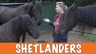 Voor en nadelen van Shetlanders PaardenpraatTV [upl. by Godart]