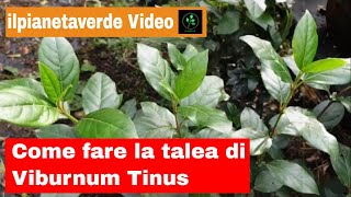 Come fare la talea di Viburnum Tinus  Lentaggine [upl. by Nivre105]