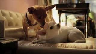 Beverly Hills Chihuahua [upl. by Willtrude]