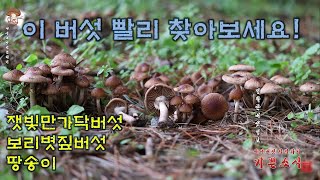 이 버섯 빨리 찾아보세요 잿빛만가닥버섯 Lyophyllum decastes땅송이 Tricholoma terreum보리볏짚버섯 Cyclocybe erebia흑목이 [upl. by Olympium]