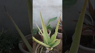 Aloevera ke paudhe ko badhane ka tarika plants aloeveraplant gardening viralvideo shorts [upl. by Esmond]