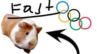 Guinea Pig Olympics At Different Speeds damn Im bored [upl. by Nugesulo921]