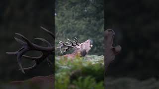 Bellowing Red Stag at Bushy park October 2024 autumn shorts royalparks london nature [upl. by Atterys]