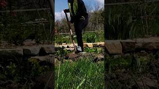 Moving the Barberry Bush💜💜💜Garden Entitygardening barberry berberis shortsfeed shorts [upl. by Franci]