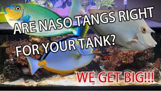 Are Naso Tangs Right for Your Tank [upl. by Attikram]