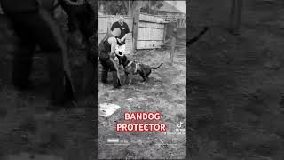 Protection training with serbian BANDOG decoy BenSWATT DOGS protectiondogs bandog [upl. by Aizat]