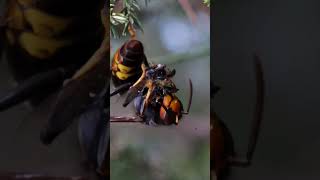 Avispones vs abejas parte 2 shorts viral [upl. by Anitnamaid]