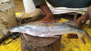 Rare Giant Ayer fish cutting in chopna fish market aar macch fish cutting skills fishcutting [upl. by Frum726]