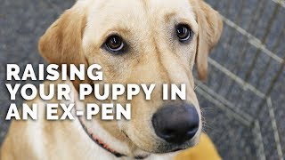 How We use ExPens to Raise Puppies in our Home [upl. by Ahseiyk]