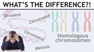 Homologous chromosomes sister chromatids bivalents etc explained [upl. by Dee Dee855]