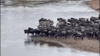 Wildebeests and zebras crossing the famous Mara river  Follow for more videos of wildlifeEnjoy [upl. by Kyla]