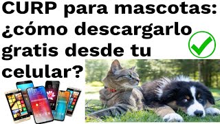 GRATIS CURP DESDE TU CELULAR PARA MASCOTAS DE COMPAÑIA PERROS Y GATOS AQUÍ PASOS [upl. by Otilopih924]