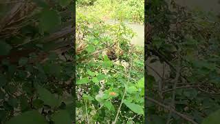 waterhen nest Part2waterhen EaggWaterhen nestwaterhen shortvideo youtube shortsvideo [upl. by Glori]