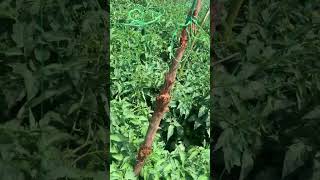 TOMATO FERTILIZER GUIDE  tomatoes farming techniques [upl. by Ikey]