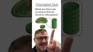 Chloroplasts Quiz [upl. by Friede782]