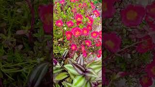 Make your own garden at your home beautiful terrace garden ideas terracegarden terracegardening [upl. by Edgardo]