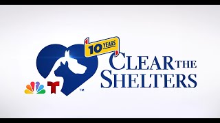 Clear the Shelters Kitty Cam LIVE [upl. by Afaw]