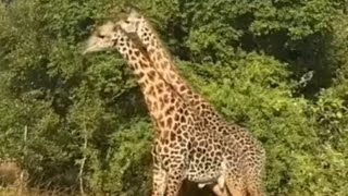 The unique Giraffes fight 😲wildlife [upl. by Aldwon]