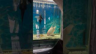 Students welcomed by White Fish 🐟 aquarium whitefish punjabi [upl. by Shari]