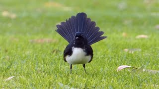 Willie Wagtails Rhipidura leucophrys in Perth WA [upl. by Myrtle]