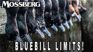 Limits of Bluebills [upl. by Eberly]