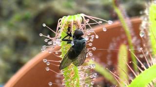 Sundew Carnivorous Plant Catches fly timelapse [upl. by Susanna287]