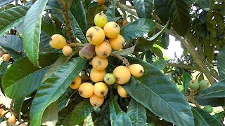 The Loquat Tree and Fruit [upl. by Nirrep]