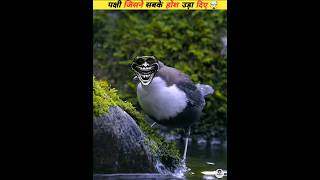 The bird 🐦that has stunned even the fishes 🐟 viral [upl. by Shandeigh]