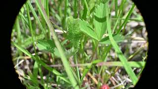 Fragaria virginiana Wild Strawberry [upl. by Fred682]