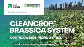 DLF Seeds Cleancrop™ Brassica System [upl. by Lemay]