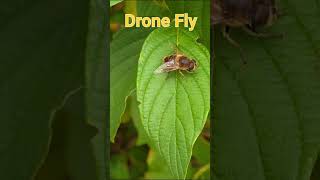 Drone Fly Hoverfly [upl. by Wylie]