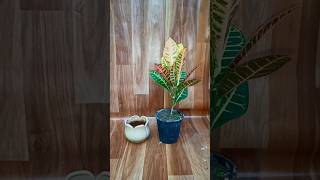 Propagating Croton plant by cutting plant gardeningvideos gardenplants gardeningtips [upl. by Atteniuq220]