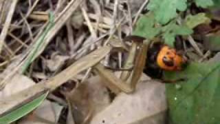 オオカマキリ VS オオスズメバチ A mantis caught a hornet [upl. by Abbottson955]