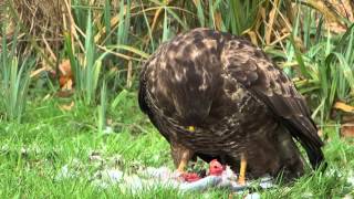 Buizerd eet duif [upl. by Derrick]