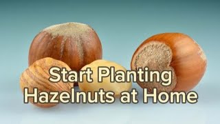 Start Planting Hazelnuts at Homegarden plants [upl. by Sherborne450]