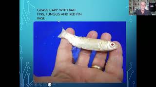 Fish disease case nr 250 Grass carp Ctenopharyngodon idella with a mix of serious infections [upl. by Zetnom230]