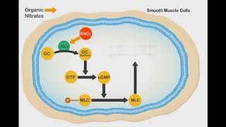 Nitric Oxide Vasodilation animation video [upl. by Eidnalem]