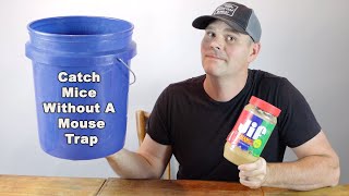 How to catch mice without a mouse trap A simple trick that works Mousetrap Monday [upl. by Ardnael]