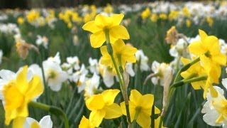 All About Daffodils  At Home With P Allen Smith [upl. by Brandt]