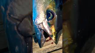 Yellowfinlakshadweepfishing indiaminicoy [upl. by Nailil]