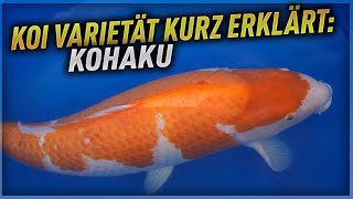 Koi Varietät kurz erklärt KOHAKU [upl. by Merri]