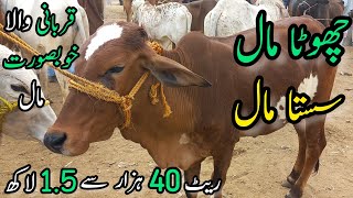 Malir Mandi Me 50K to 150k Wala Maal  Cattle Rates Updates  Cow Mandi 2023 [upl. by Gnni]