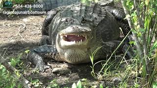 Swamp and Bayou Tours at Ragin Cajun Airboat Tours [upl. by Anella]