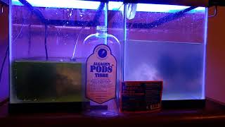 Algagen Tisbe Pods amp Reef Nutrition Tigger Pods Update [upl. by Emmye]