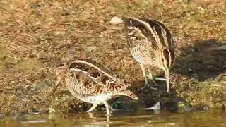 2 Common Snipe Feeding [upl. by Damiani262]