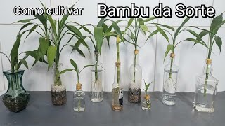 Como plantar Bambu da Sorte Dracena Sanderiana Luckybamboo dicas de cultivo na água [upl. by Niamert]