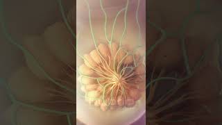 Breast cancer metastasis animation  medicalanimation breastcancer cancer oncology [upl. by Calypso]