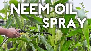 How to use Neem Oil Spray to organically control insects and pests [upl. by Trellas]