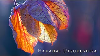 Hakanai Utsukushisa Ephemeral beauty [upl. by Narra]